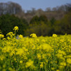 菜の花満開