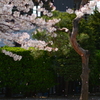 さくら舞う