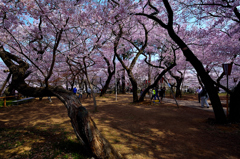 桜の森高遠城址