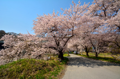 地元の穴場桜スポット