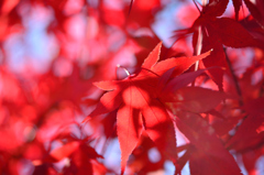 真っ赤な紅葉