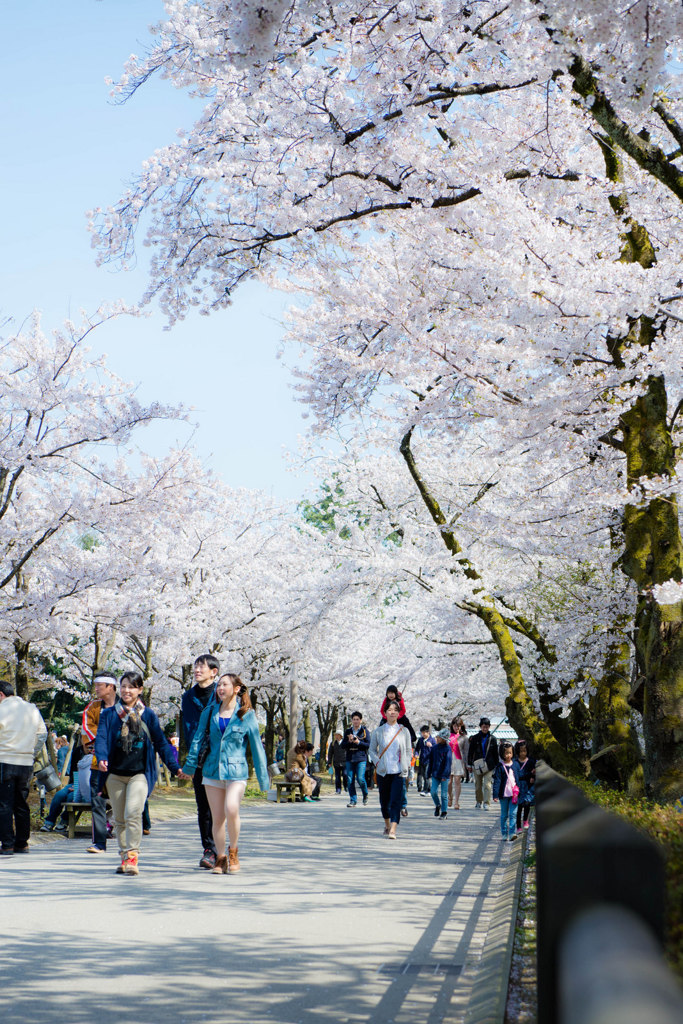 桜来-オウライ-
