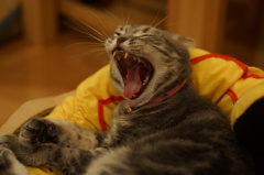 猫その3（眠～い！）