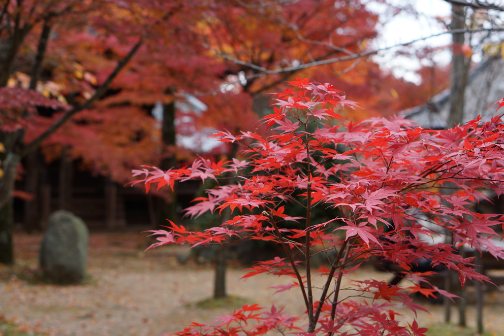 紅葉