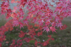 紅葉
