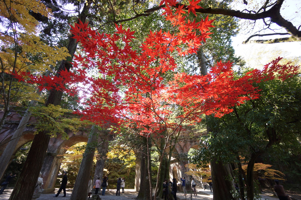 紅葉