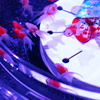 艶美な金魚鉢