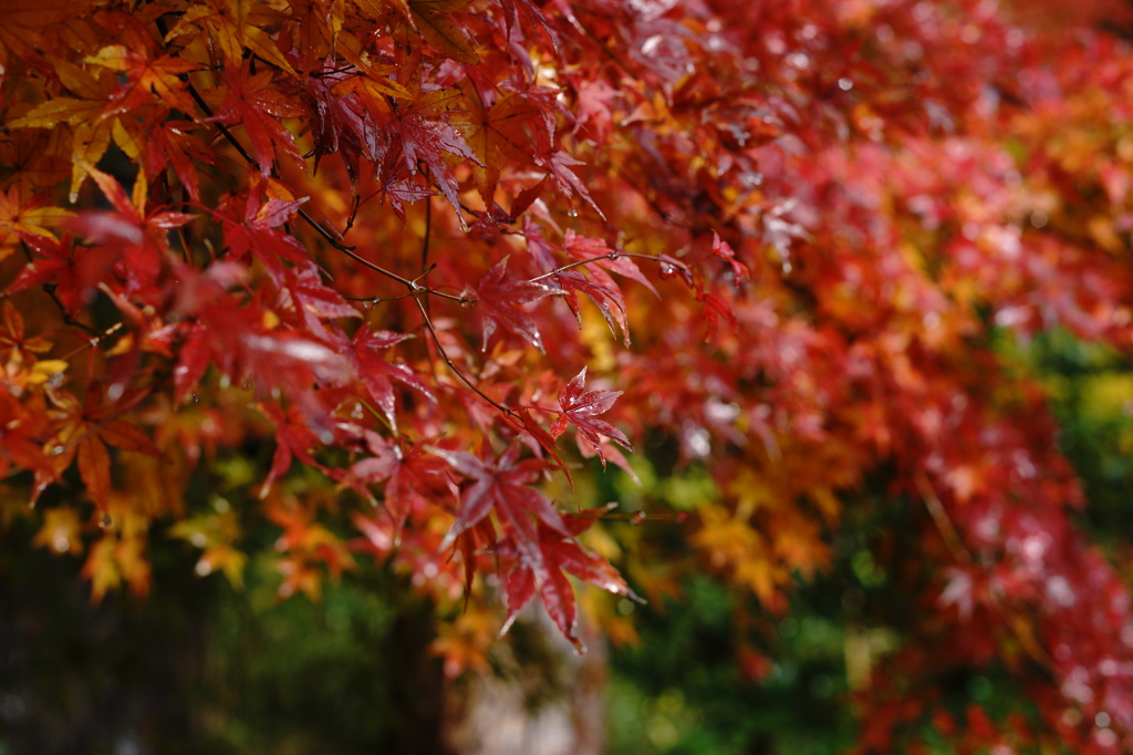 雨の紅葉