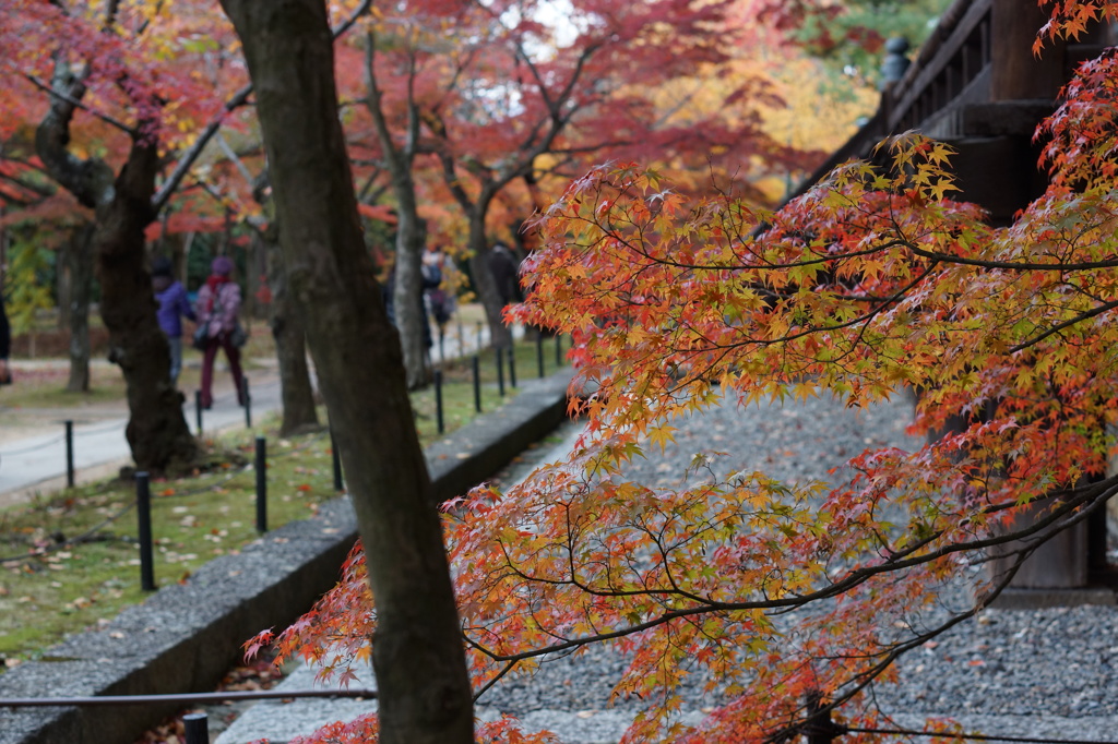 紅葉