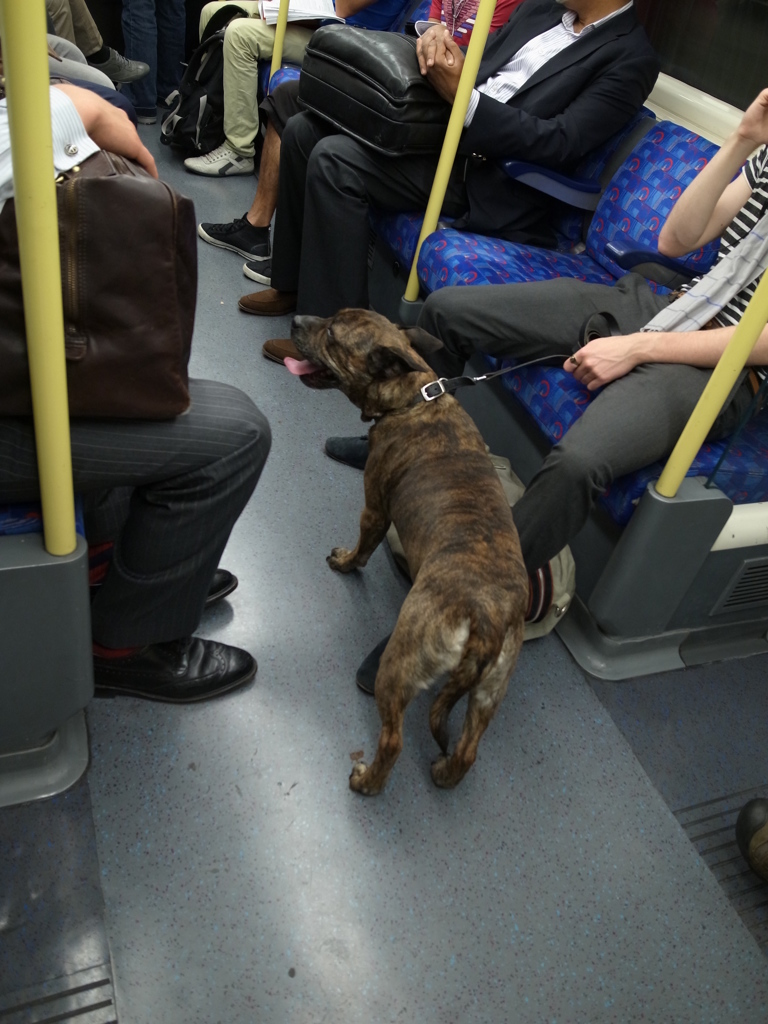 Smiley Dog  (1/4)
