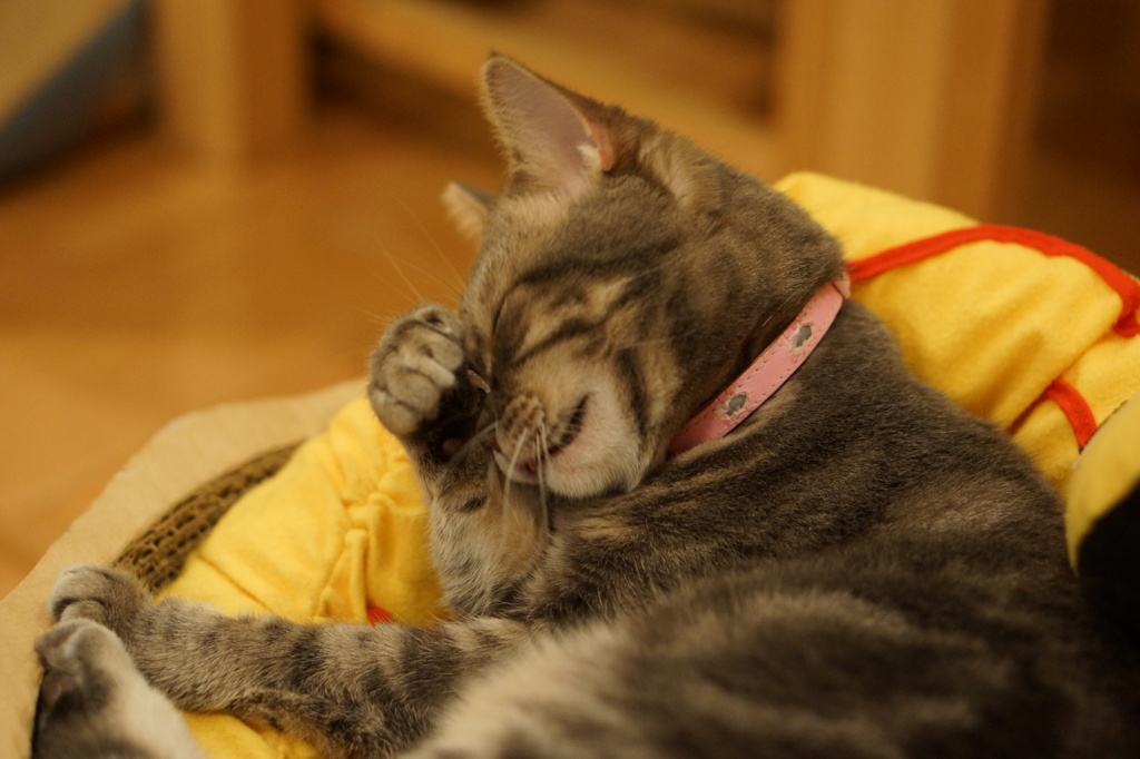 猫その2（もぉ眠いんだからっ）