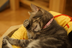 猫その2（もぉ眠いんだからっ）