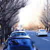 冬の街路樹