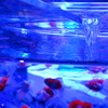 艶美な金魚鉢