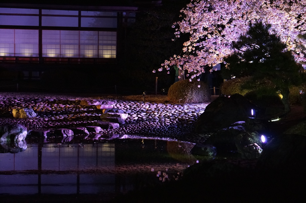夜のさくらと石庭