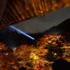 紅葉夜景