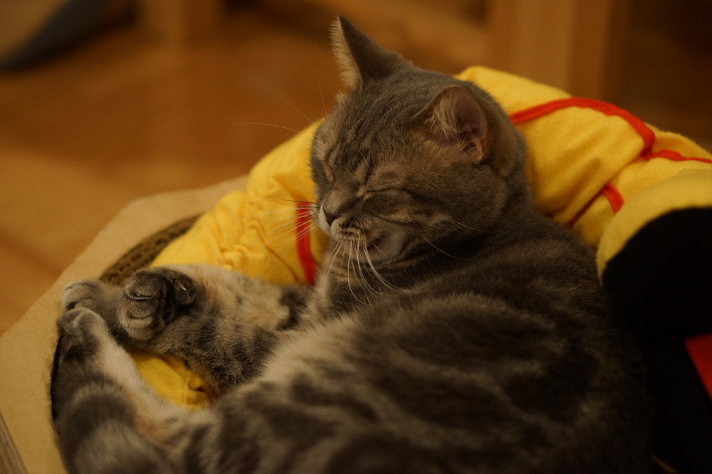 猫その1（寝てるから起こさないでねっ）