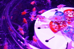 艶美な金魚鉢
