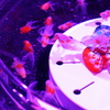 艶美な金魚鉢