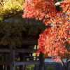 紅葉