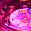 艶美な金魚鉢