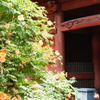 夏花
