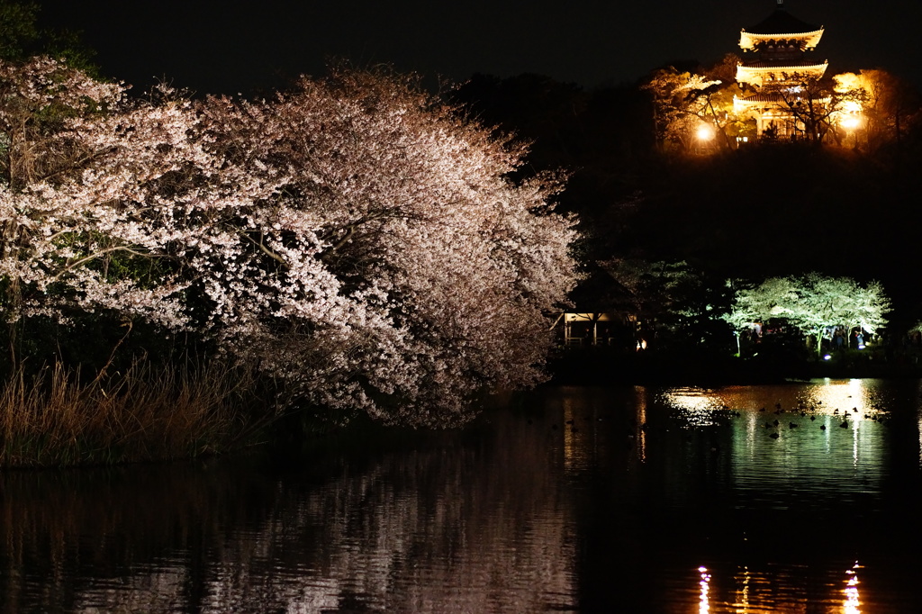 夜桜