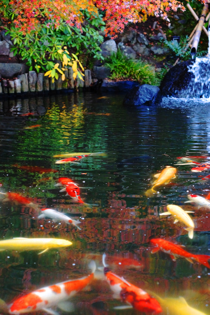 彩りの池