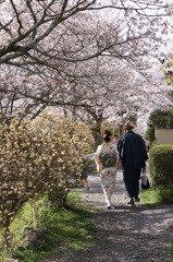 桜並木のお散歩