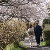 桜並木のお散歩