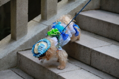 ファッションDOG