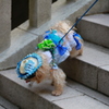 ファッションDOG