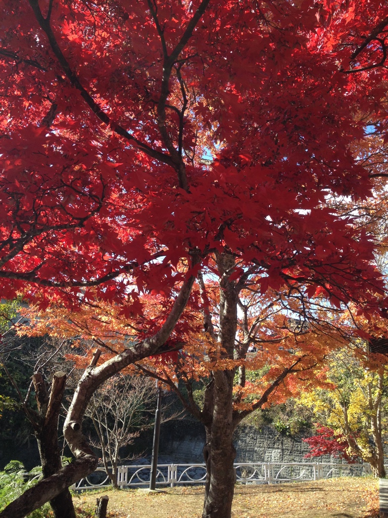 紅葉1