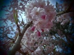 枝垂桜