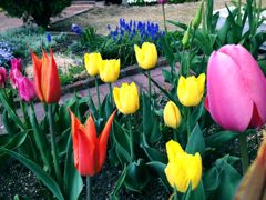チューリップ