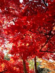 紅葉4