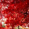 紅葉4
