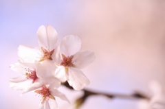 ふんわり