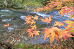 せせらぎ紅葉