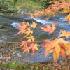 せせらぎ紅葉