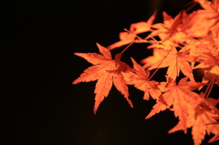 紅葉の影遊び