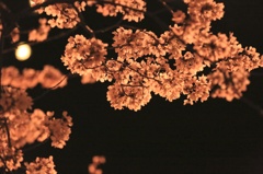 夜桜