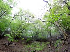 小雨降る森の中で