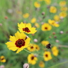 Center Focus Macro(MFによるクローズアップ撮影）