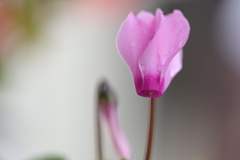 突然の開花