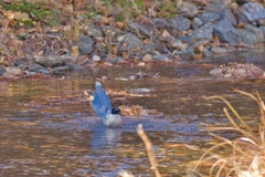 オナガの水浴び