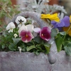 今年初の寄せ植えです！