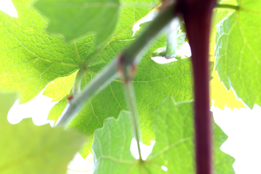 Grape leaves