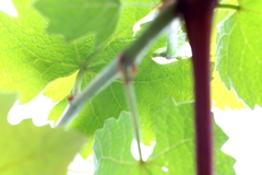 Grape leaves