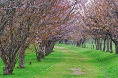 桜並木